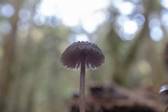 Laccaria masoniae
