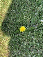 Taraxacum officinale
