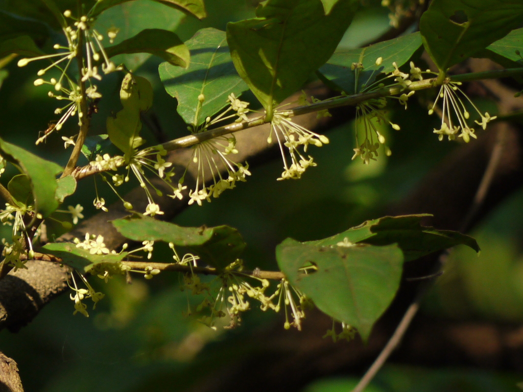 Glochidion ellipticum (Glochidion ellipticum)