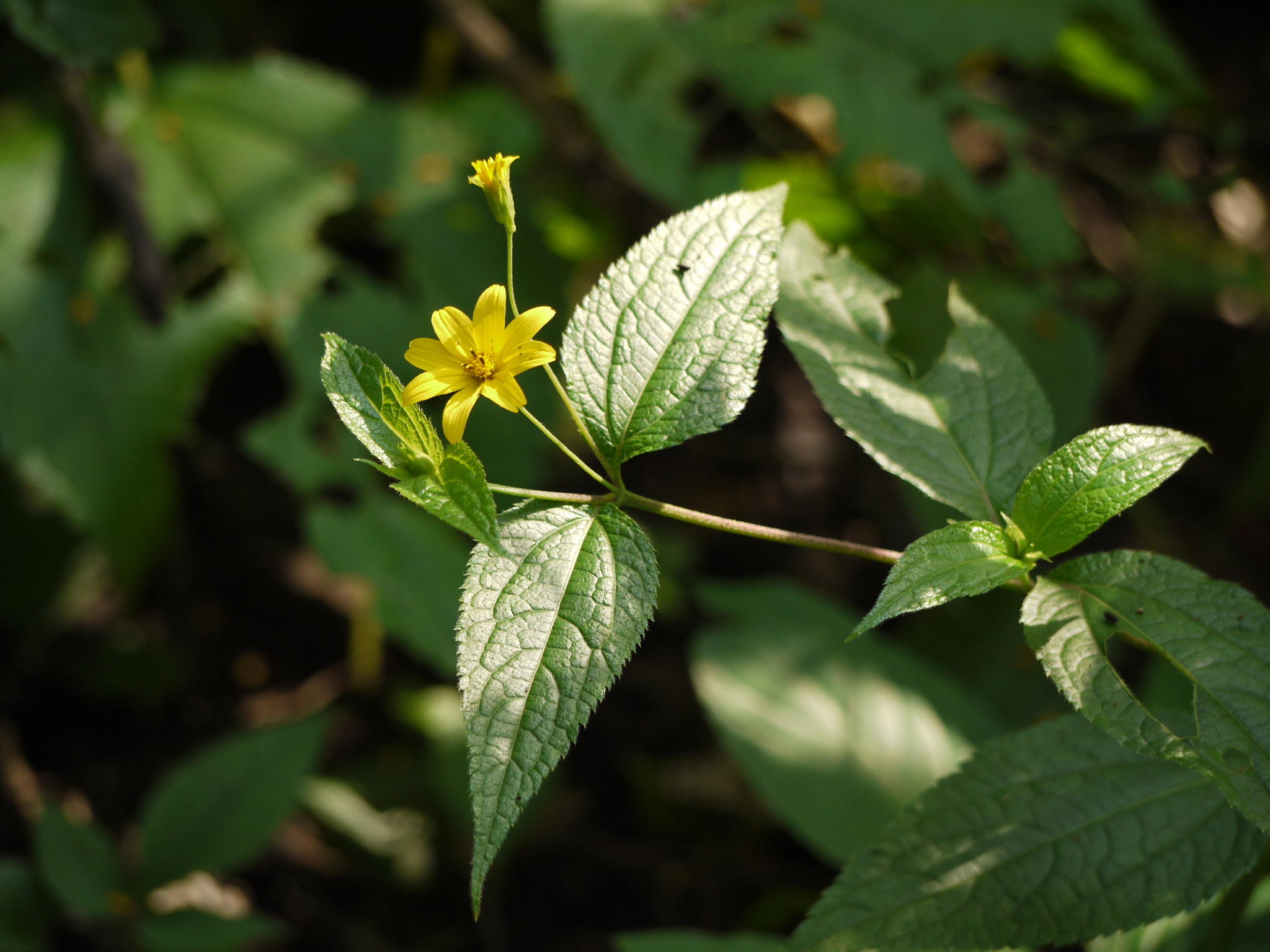 Lipoblepharis urticifolia subsp. urticifolia