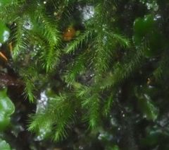 Echinodiopsis hispida