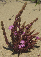 Striga gesnerioides