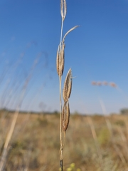 Tristachya biseriata