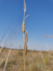 Tristachya biseriata