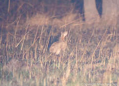 Lepus victoriae