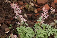 Corydalis schanginii