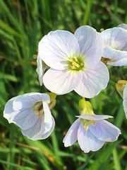 Cardamine