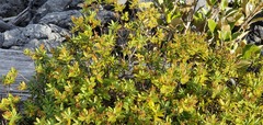 Veronica albicans
