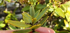Veronica albicans