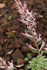 Corydalis schanginii
