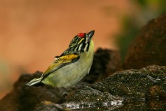 Pogoniulus pusillus