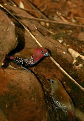 Hypargos margaritatus