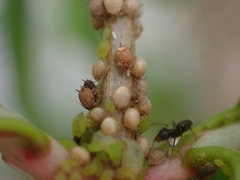Aphis punicae