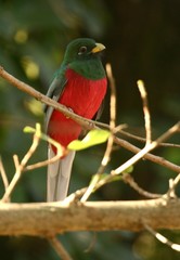 Apaloderma narina