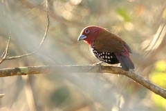 Hypargos margaritatus