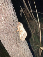 Oxycanus