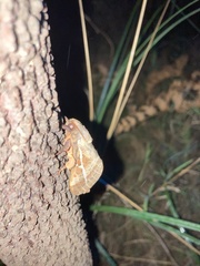 Oxycanus