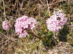 Valeriana tuberosa