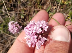 Valeriana tuberosa