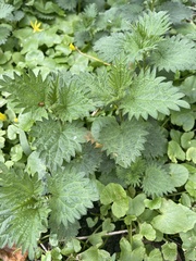 Urtica