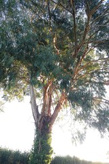 Eucalyptus nitens