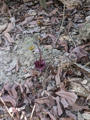 Amorphophallus henryi