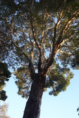 Eucalyptus gunnii