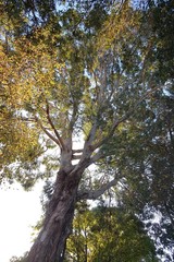 Eucalyptus gunnii