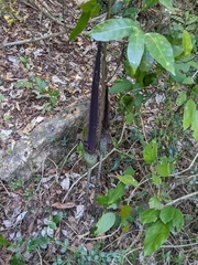 Amorphophallus hirtus