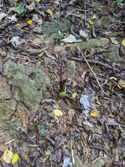 Amorphophallus henryi