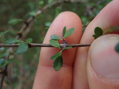 Olearia virgata