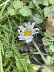 Bellis perennis