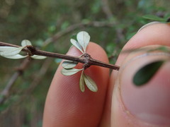 Olearia virgata