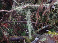 Usnea angulata