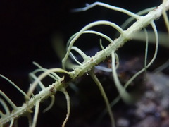 Usnea angulata