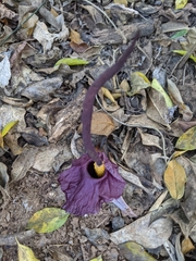 Amorphophallus henryi