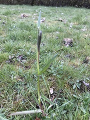 Alopecurus pratensis