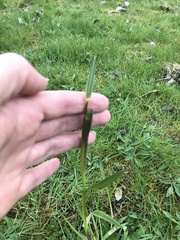 Alopecurus pratensis