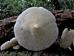 Favolus tenuiculus