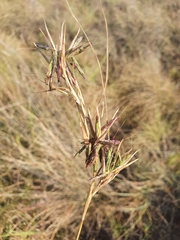 Cymbopogon pospischilii