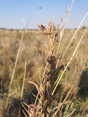 Cymbopogon pospischilii