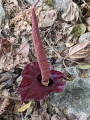 Amorphophallus henryi