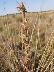 Cymbopogon pospischilii
