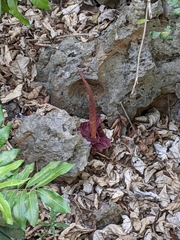 Amorphophallus henryi