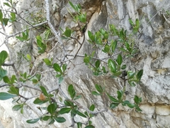 Lindleya mespiloides