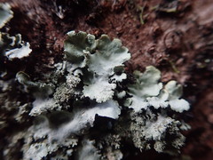 Austroparmelina conlabrosa