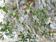 Lindleya mespiloides