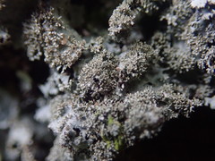 Austroparmelina conlabrosa