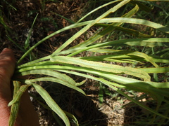 Puccinia sii-falcariae