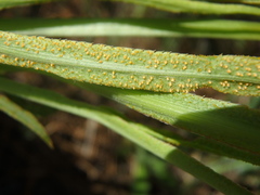 Puccinia sii-falcariae